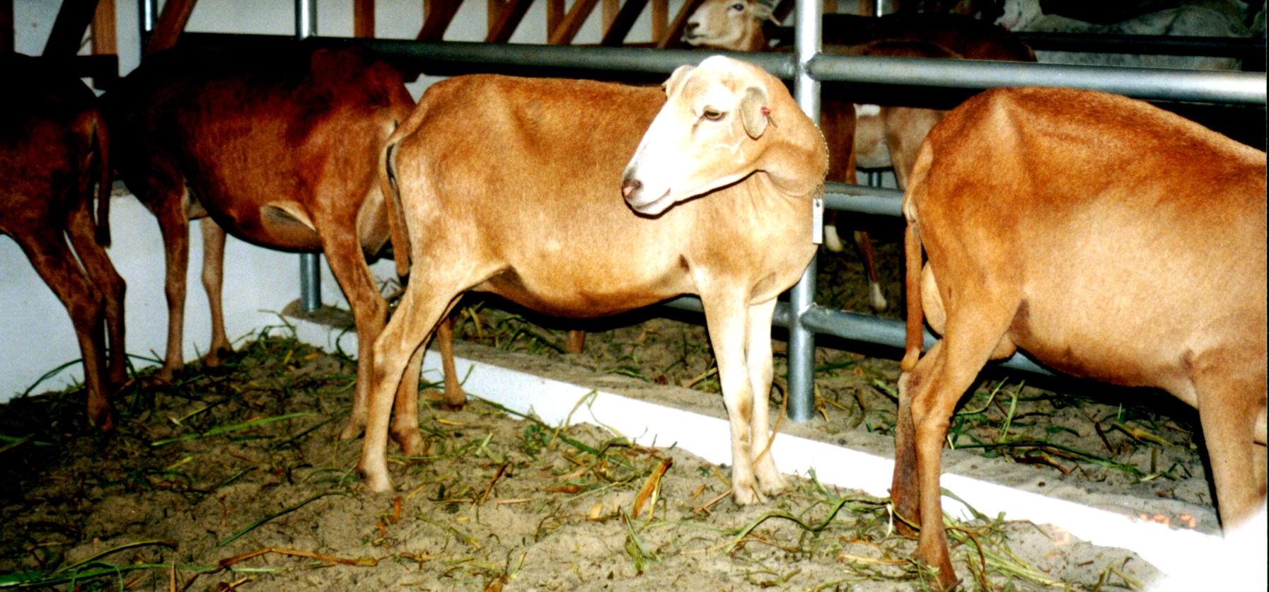 www.crisa.vet.br